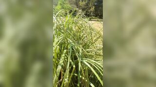 Outdoors, caught masturbating while watching the neighbor who is sunbathing in a thong bikini