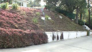 Nina Hartley likes young cock in her old cunt